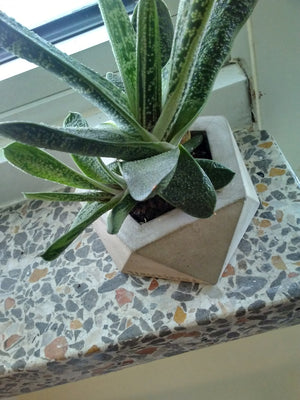 My Window Succulent Plant